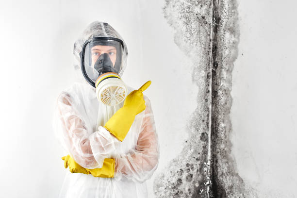 Best Industrial Mold Remediation  in Helena, MT