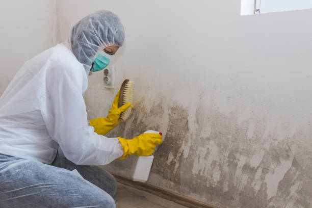 Best Industrial Mold Remediation  in Helena, MT